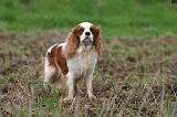 CAVALIER KING CHARLES 804